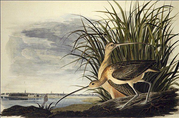 John James Audubon Long-Billed Curlew